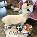 새별 | [제주/애월] 가볼만한 곳 추천｜동물 먹이체험 가능한 "새별프렌즈" 방문 후기