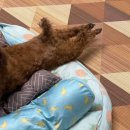 슈퍼맨반점 | NL #123 히어로 (보배반점)