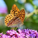 예성약국 이미지