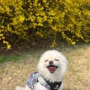 댕스미스 이미지