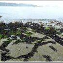 호사유피 이미지