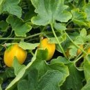 천년나무 세종부동산중개사사무소 | 충남 금산군 진산면 묵산리 전원주택+텃밭일괄 "매매"