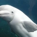 미르 통번역&일반 행정사사무소 이미지