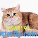 부산뱅갈하우스 이미지