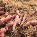 춤새마을농촌체험마을 이미지