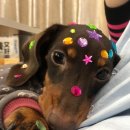 강아지 사랑 이미지