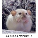 도토리#32 [4월의 햄치즈 part.1]