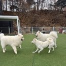 퍼피스카우트 | 대형견 유치원 체계적인 프로그램 친절한 선생님 만족 후기 "퍼피스카우트"