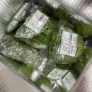 둥구머리협동조합 | 가성비 좋은 신선한 유러피안 샐러드 [둥구머리협동조합]