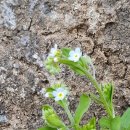 작은꽃지천 이미지