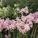 방아머리공원(솔밭) 이미지