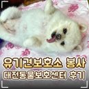 남양동물보호센터 | 🐾 대전동물보호센터 유기견 보호소 봉사 후기｜신청방법·준비물·봉사내용·강아지 산책·고양이 교감...