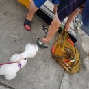 봉화강아지마을 이미지