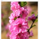 대영농원 이미지