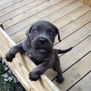 우리똥강아지 이미지