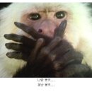 공빵