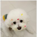 일산애견호텔 강아지 유치원 미용 맘바이 일산점 | 믿고 맡길 수 있는 일산애견호텔 강아지유치원 미용 맘바이 일산점후기