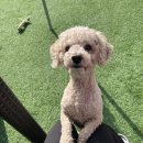 뚱이애견 이미지