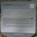 수완동 왕버들 이미지