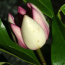 상록관목성;Port Wine Magnolia 이미지