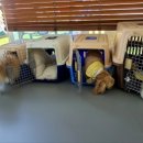 행복켄넬 이미지