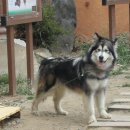 바둑이농장 이미지