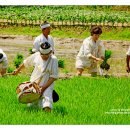 장뜰두레놀이 이미지