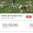 제주펫스쿨 이미지