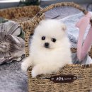 행운365메디칼 | 부산 동래구 포메라니안 분양가 합리적인 곳 찾은 리얼 후기