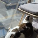 카라보호소 아름품센터 정기봉사활동-21