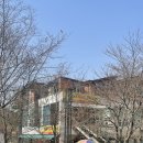 증심사뚱돼지숯불갈비 | 증심사 뚱돼지숯불갈비 / 무등산 개화 현황 (3.25)