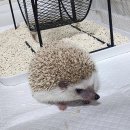 에니펫동물병원 이미지