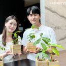 도토리나무