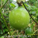 수정-128 이미지