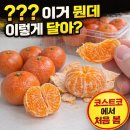 루비유통 | 코스트코 과일 코너에서 발길이 멈춘 이유, 루비향 후기