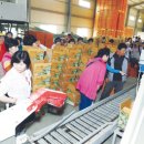 개진감자영농조합법인 이미지