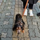 닥스훈트(DACHS HUND) 이미지