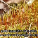 숲속이야기민박 이미지