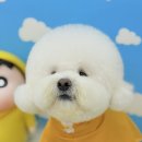 그루머 댄 이미지