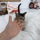 몽냥몽냥 강아지분양 고양이분양 김포점 | 김포고양이무료분양 고민하다가 아비시니안 데려온 후기 (오독안심분양센터 일산점