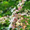 의암댐길 이미지