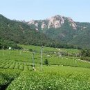 강진10호 이미지