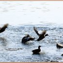 청둥오리 이미지