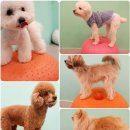곰앤앙 네이버블로그