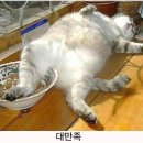 윤쓰