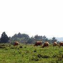 가시리마을 이미지