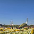 꽃지사랑 | 충남 반려견 동반 여행지 추천! 꽃지 꽃박람회 리얼 방문 후기