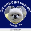 [언제나외과동물병원] 양측 대퇴골두절제수술(FHNO) 후기