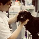 하트펫동물병원 이미지