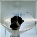 조 동물병원 이미지